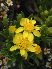 Gutierrezia espinosae