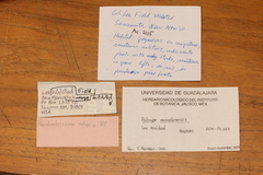 Psilocybe mescaleroensis