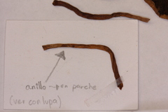 Psilocybe mescaleroensis