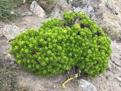 Gutierrezia espinosae