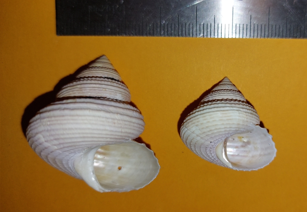 Maurea antipodensis