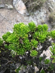 Gutierrezia espinosae