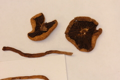 Psilocybe mescaleroensis