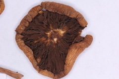 Psilocybe mescaleroensis