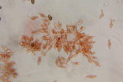 Psilocybe mescaleroensis