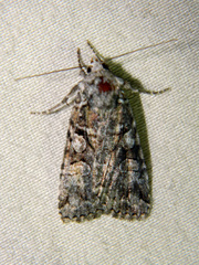 Anaplectoides pressus