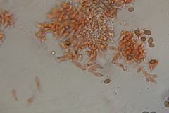 Psilocybe mescaleroensis