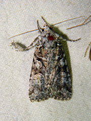 Anaplectoides pressus