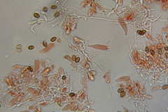 Psilocybe mescaleroensis