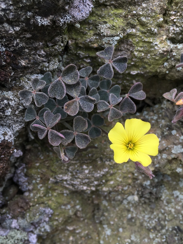 Oxalis morenoensis