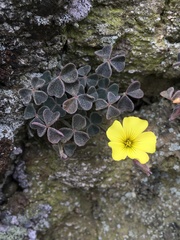 Oxalis morenoensis