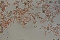 Psilocybe mescaleroensis