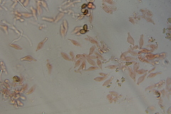 Psilocybe mescaleroensis