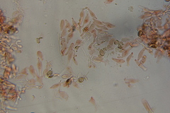 Psilocybe mescaleroensis