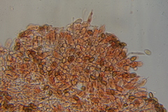 Psilocybe mescaleroensis