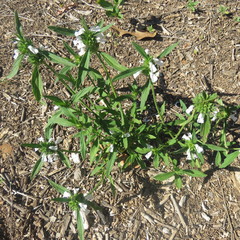 Leucas lavandulifolia