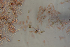 Psilocybe mescaleroensis