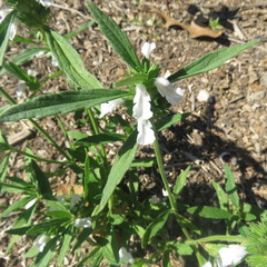 Leucas lavandulifolia