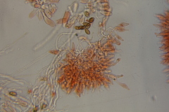 Psilocybe mescaleroensis