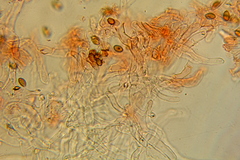 Psilocybe mescaleroensis