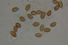 Psilocybe mescaleroensis