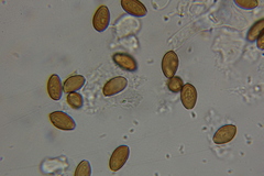 Psilocybe mescaleroensis