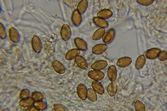 Psilocybe mescaleroensis