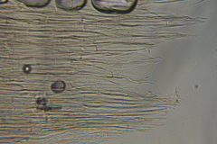 Psilocybe mescaleroensis