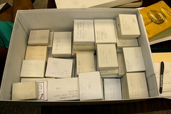 Psilocybe mescaleroensis