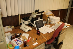 Psilocybe mescaleroensis