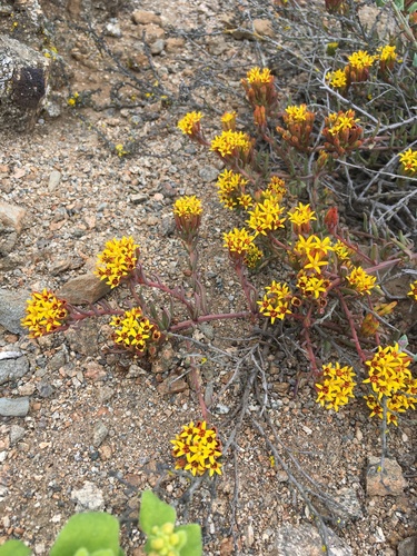 Quinchamali (Quinchamalium chilense) · iNaturalist Canada