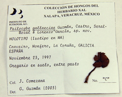 Psilocybe gallaeciae