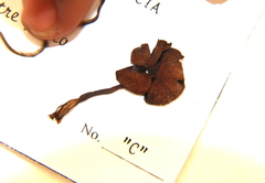 Psilocybe gallaeciae