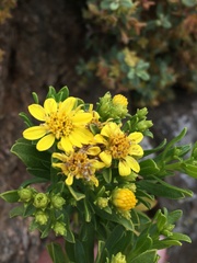 Gutierrezia espinosae