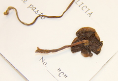 Psilocybe gallaeciae