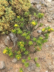 Gutierrezia espinosae