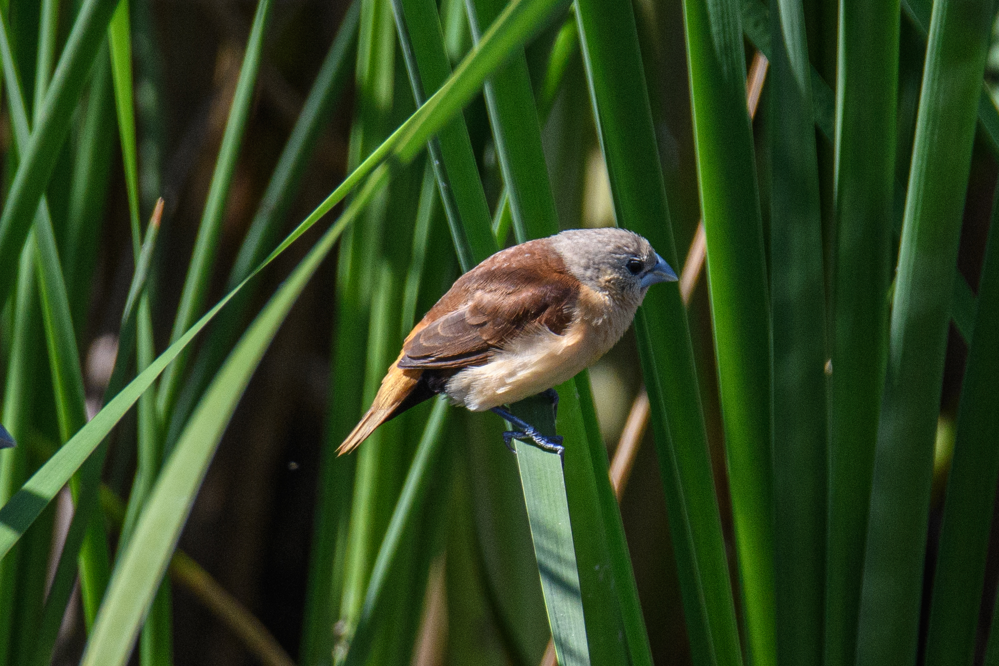 Yellow-rumped Mannikin (Lonchura flaviprymna), photo 4