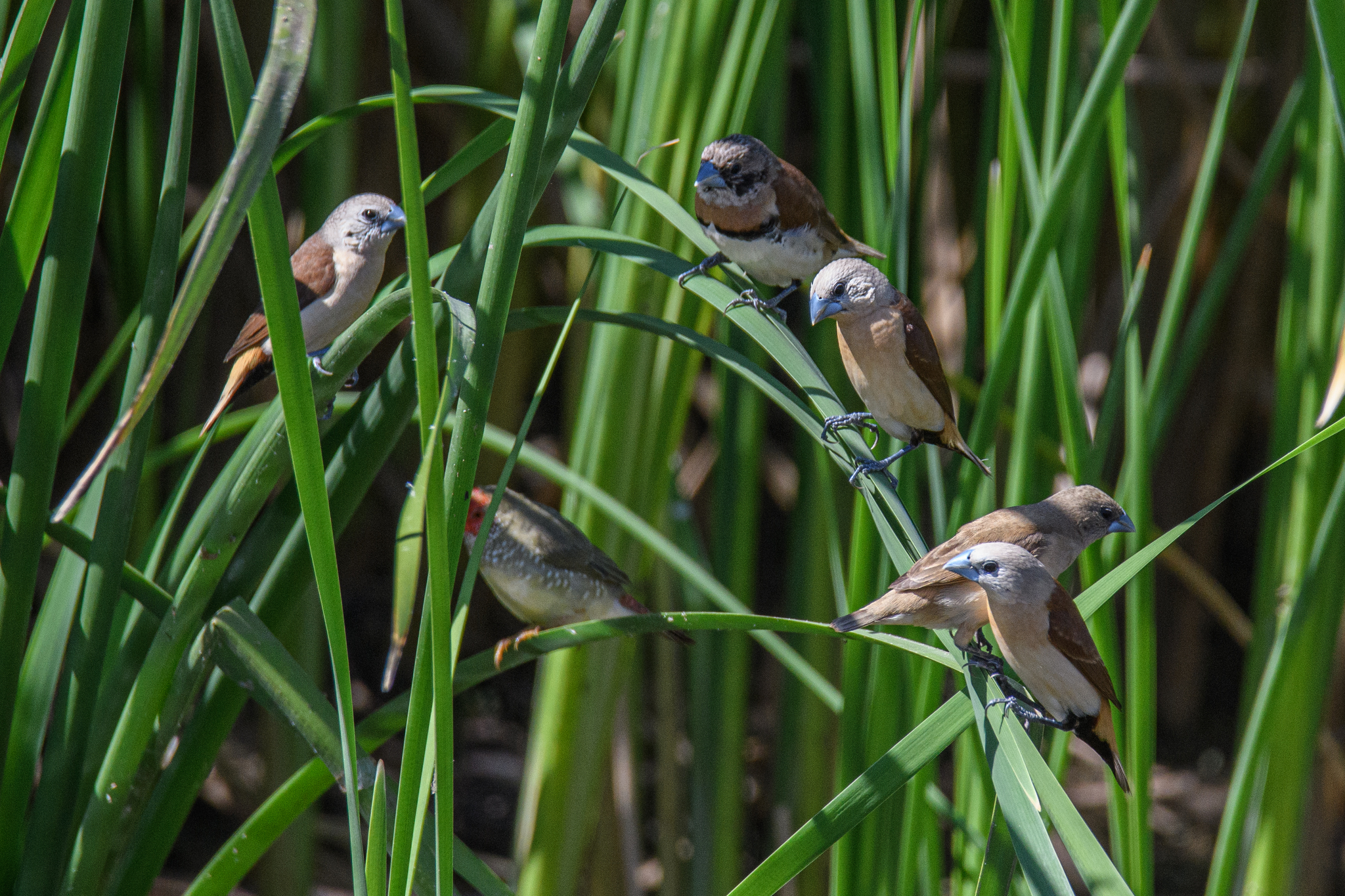 Yellow-rumped Mannikin (Lonchura flaviprymna), photo 5