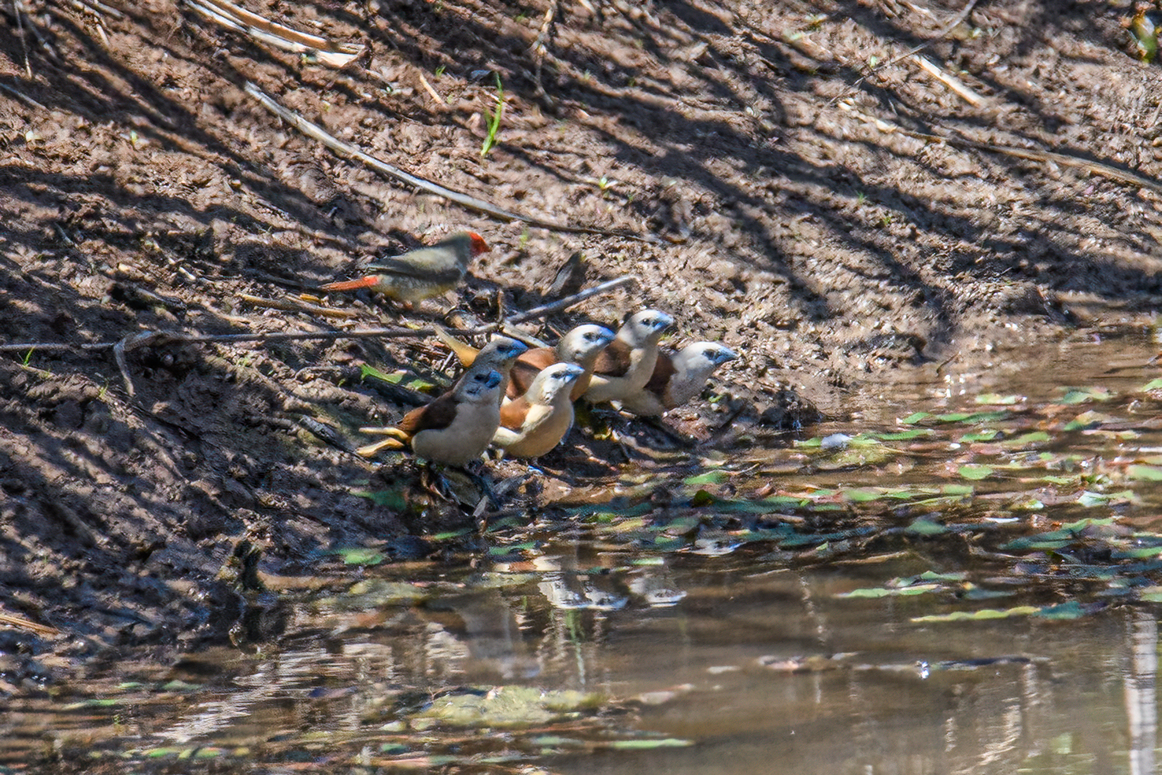 Yellow-rumped Mannikin (Lonchura flaviprymna), photo 6