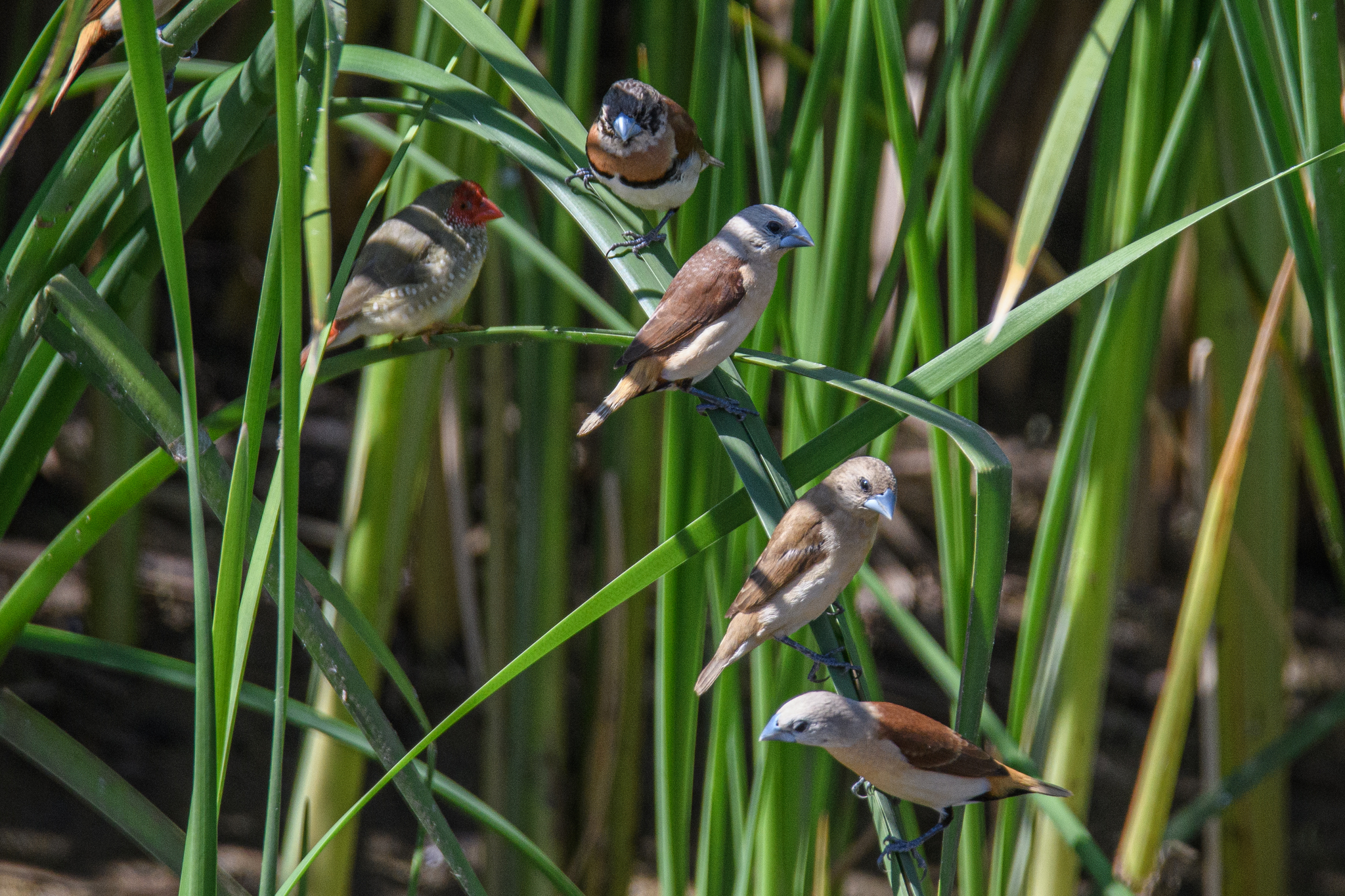 Yellow-rumped Mannikin (Lonchura flaviprymna), photo 7