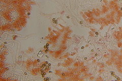 Psilocybe gallaeciae