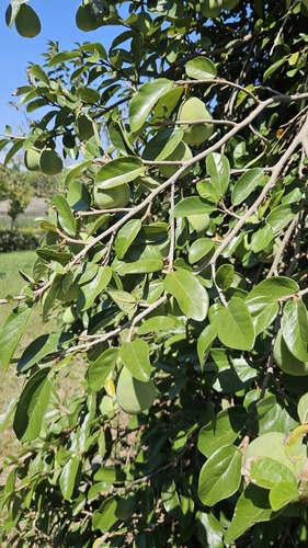 Ficus pumila
