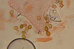 Psilocybe gallaeciae