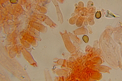 Psilocybe gallaeciae