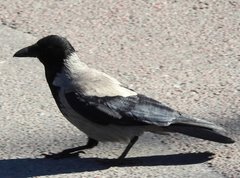 Corvus cornix