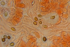 Psilocybe gallaeciae