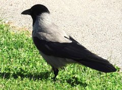 Corvus cornix