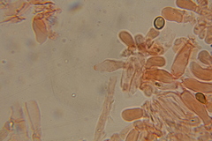 Psilocybe gallaeciae