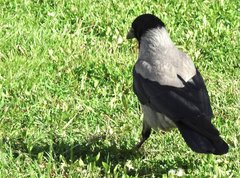 Corvus cornix