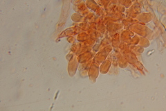 Psilocybe gallaeciae